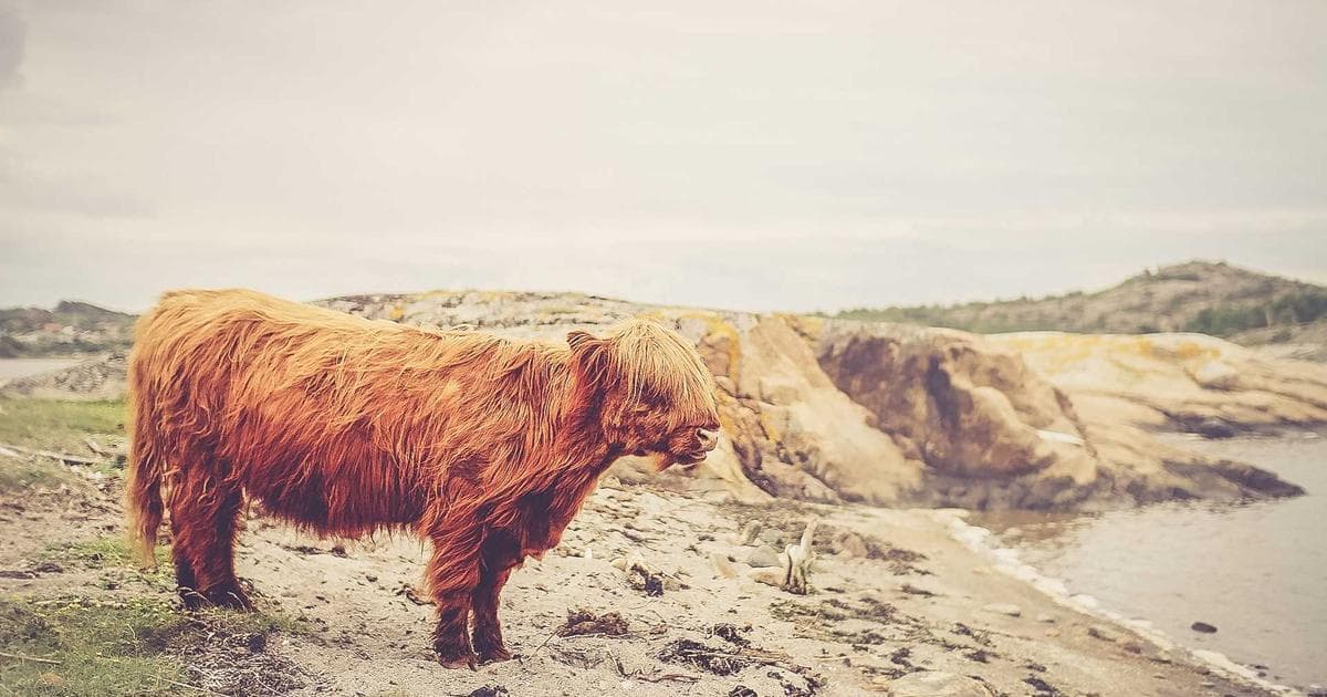 Testimonial Automation with CRM and HubSpot: Complete Guide