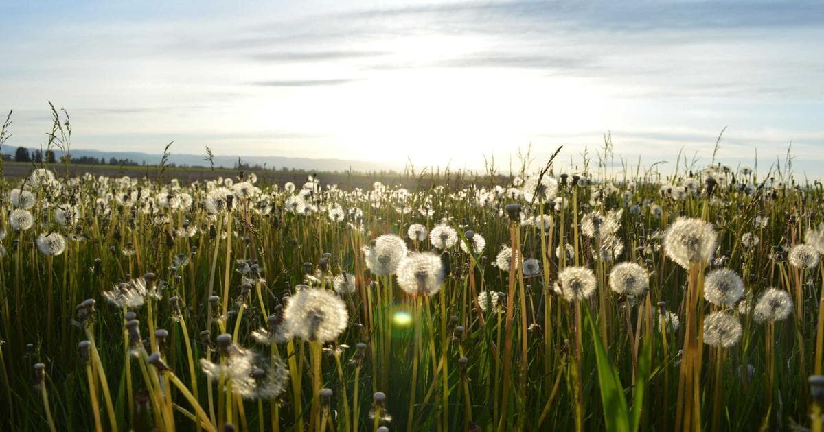 El futuro de los testimonios: tendencias para 2027