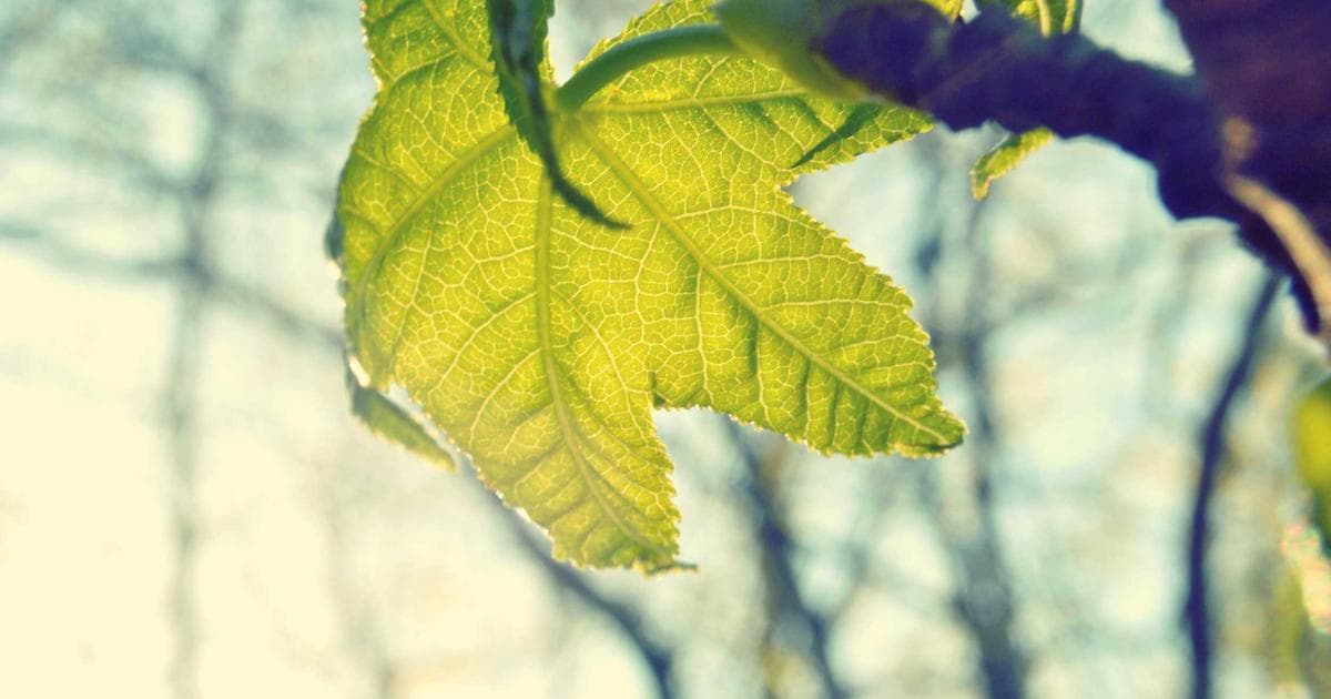 Mini sitio de testimonios: la herramienta perfecta para profesionales