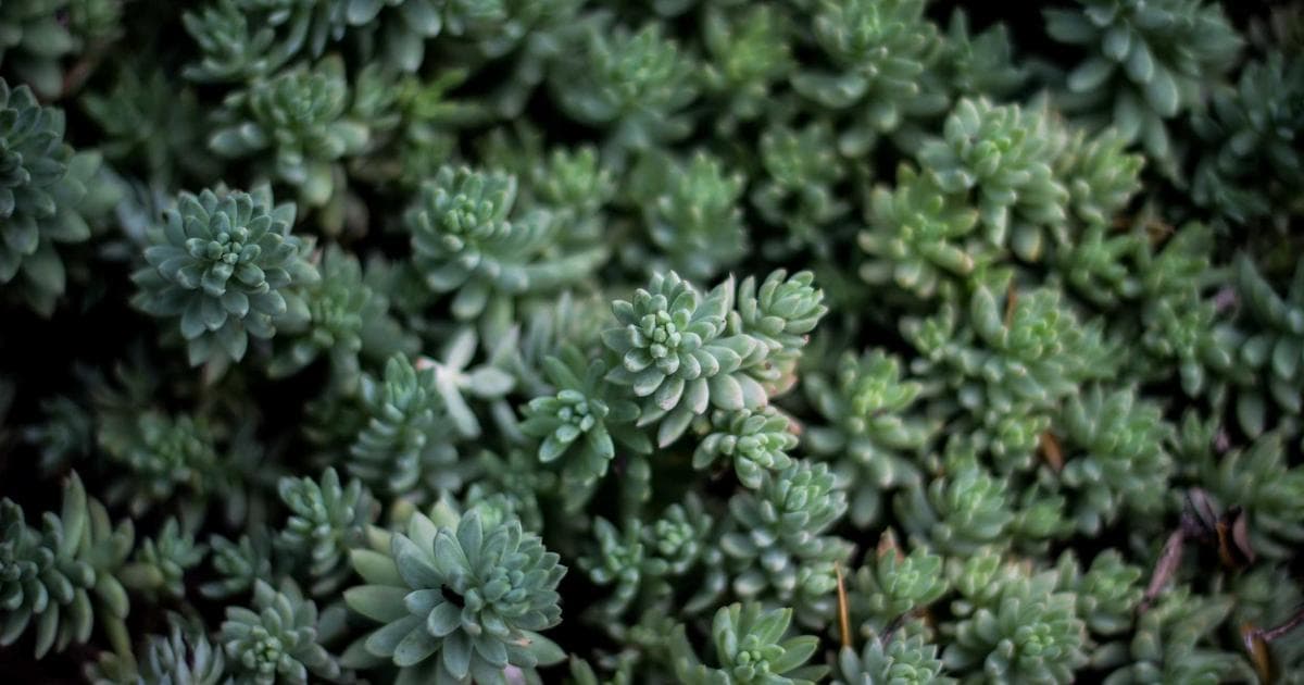 Cómo optimizar tu formulario de testimonios para más respuestas