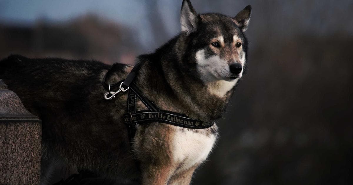 Testimonios para asesores inmobiliarios independientes: tu mejor carta de presentación