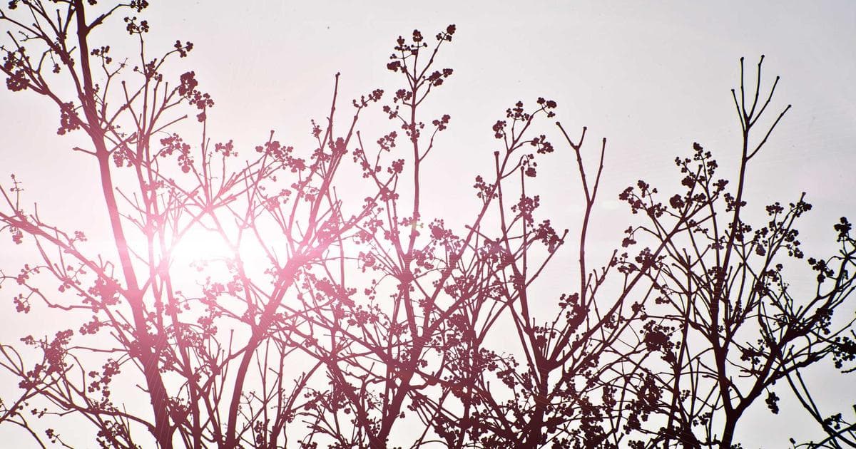 Testimonials with Headless CMS: Strapi, Sanity, and Contentful