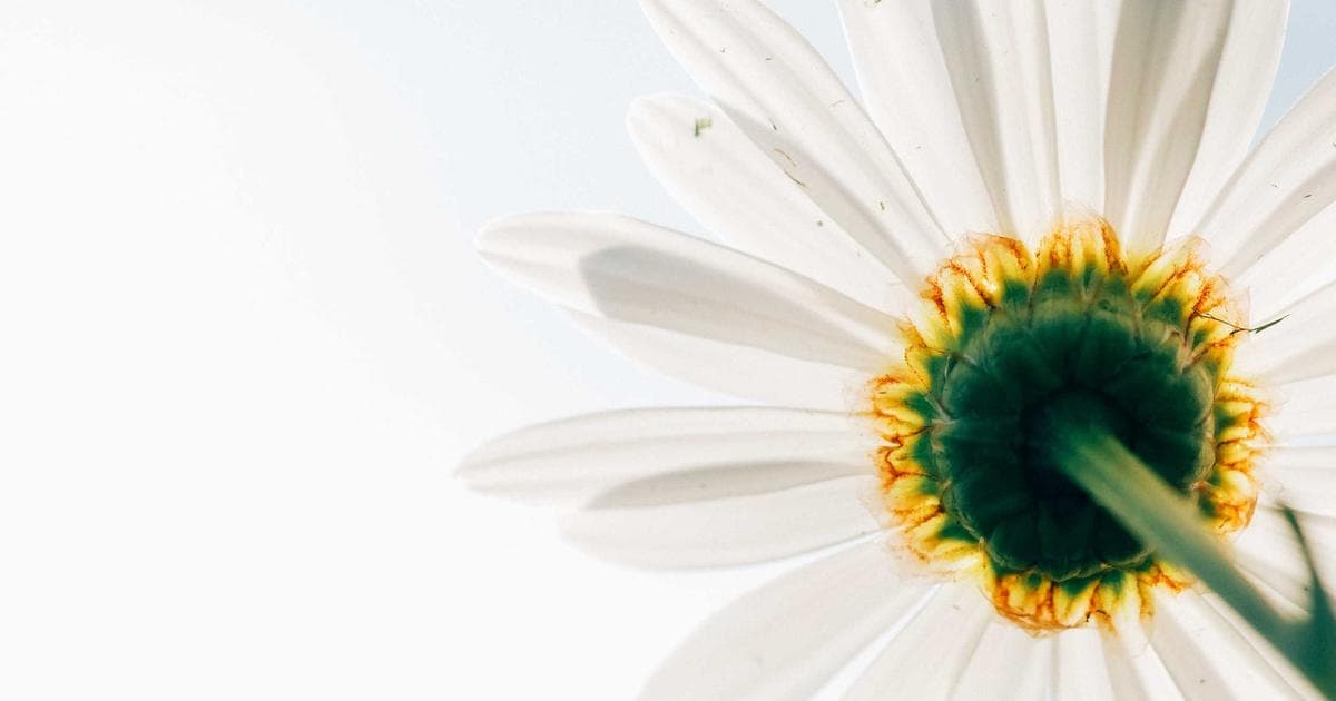 Testimonials in Influencer Marketing: Authenticity That Sells