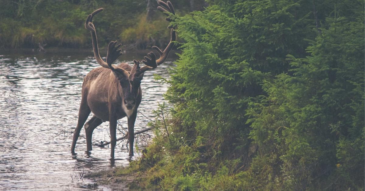 Testimonials for Retargeting and Remarketing: Recover Lost Customers